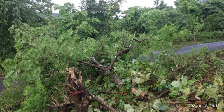 Medicinal value trees cut from forests of Shel-Melavali