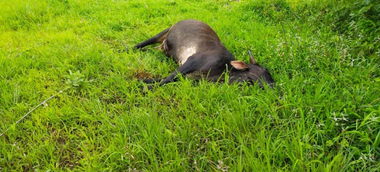 पियाळी मध्ये विजेचा शॉक लागून शेतकरी किरकोळ जखमी तर दोन गाईंचा मृत्यू