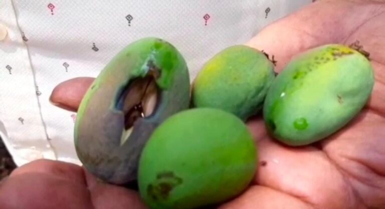 सिंधुदुर्गात उष्णतेची लाट, वाढत्या तापमानाचा फटका फळाचा आंबा पिकावर  फळगळीत वाढ, साक्याचे प्रमाण वाढले