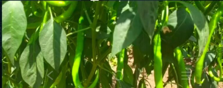 हायब्रीड मिरचीचा सेंद्रिय प्रयोग