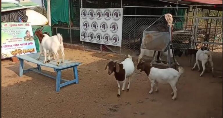 निलेश सावंत यांच्या नाद गोटफार्ममध्ये 15 लाखांची शेळी