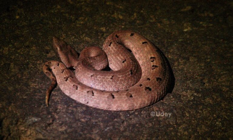 नाकाड्या चापडा हंप नोड पिट व्हायपर या सापांच्या दुर्मीळ प्रजातीची सिंधुदुर्गात झाली नोंद