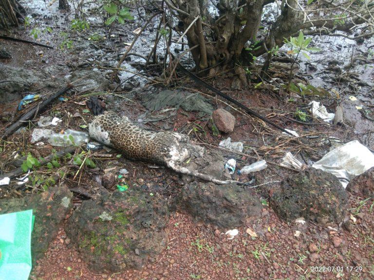 मोंड खाडीकिनारी पोत्यात हात पाय तोडलेल्या स्थितीत कुजलेल्या अवस्थेत बिबट्या सापडला