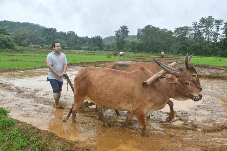 आमदार नीतेश राणेंनी हाती धरला नांगर