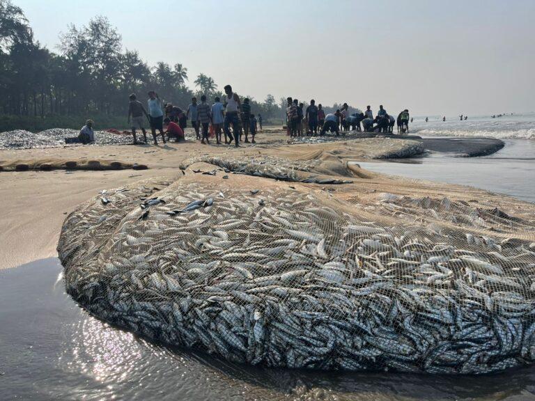 Traditional fishermen from Malvan are upbeat for bumper harvest after three years