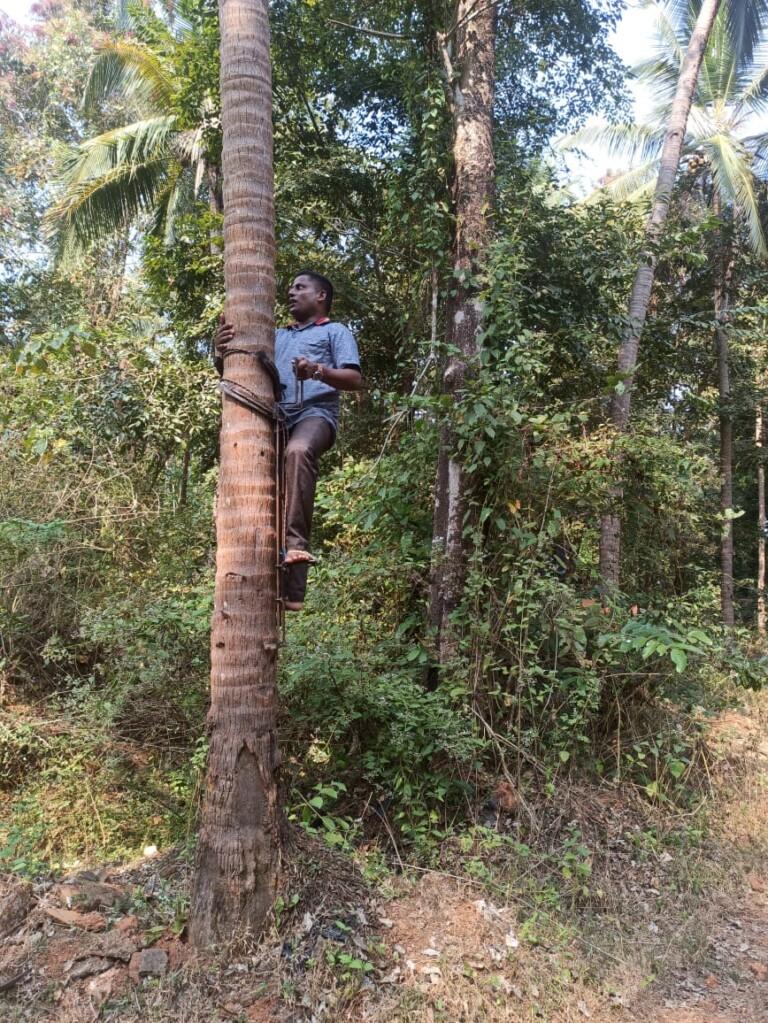 Coconut tree climbing session held at RCPCR, Savoiverem