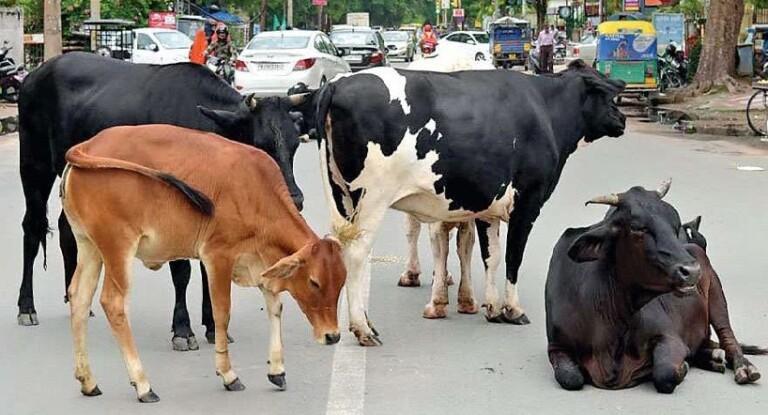 Lumpy Disease: Goa extends ban on import of cattles by another two months
