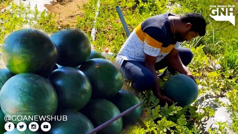 Watermelon growers in Konkan blame Goa-Mumbai highway expansion for dip in their sales