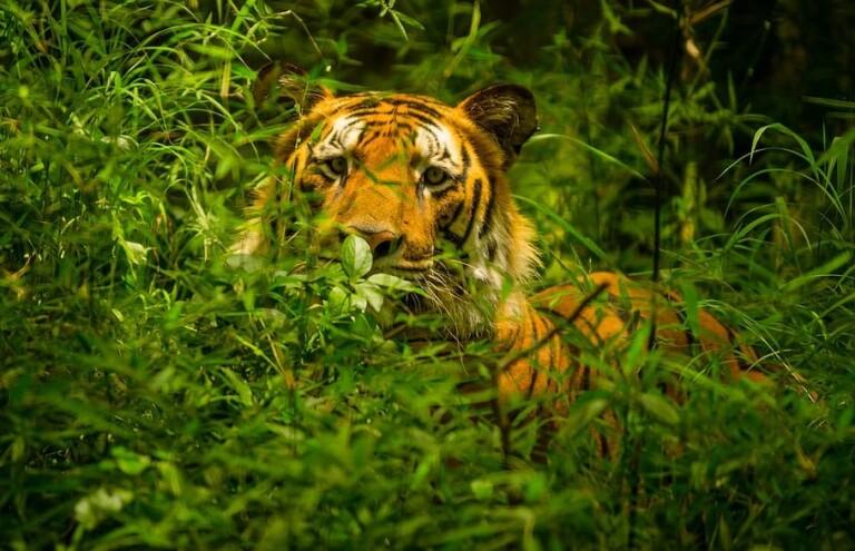 Here are the details of HC order on declaring Mhadei wildlife sanctuary as a tiger reserve