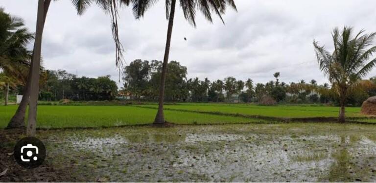 Extreme rainfall resulted in crop loss in Goa: Minister