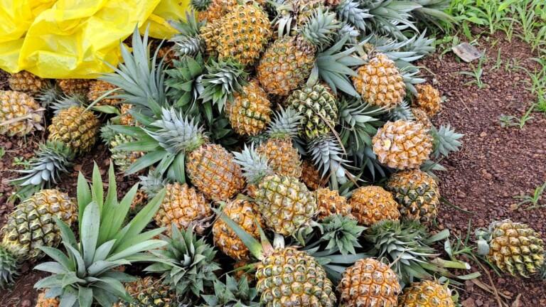 अननसाच्या लागवडीतून वर्षाला 1 कोटी 52 लाख रुपये मिळवले…