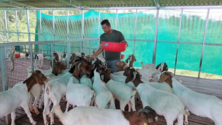 इलेक्ट्रिक इजिंनिअरिंग झालेला युवक करतोय शेळी पालन व्यवसाय..  परदेशात 16 वर्षे केली नोकरी…  महिण्याला निव्वळ 2 लाख रुपये मिळवतोय..