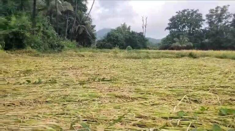 सिंधुर्गात परतीच्या पावसामुळे भातशेतीचे मोठे नुकसान  सतत पडत असलेल्या पावसामुळे भात पिकांना कोंब..  सरकारने तात्काळ स्पॉट पंचनामे करावे आणि नुकसान भरपाई द्यावी