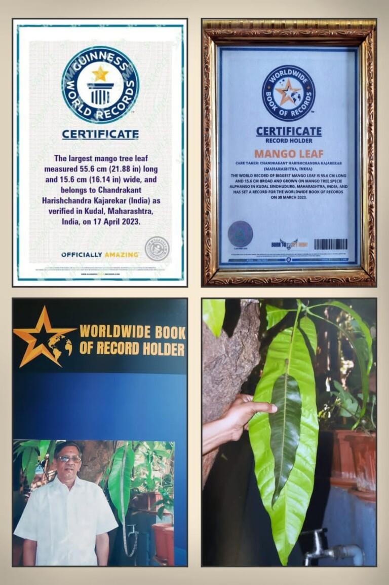 जगातील सर्वात मोठे हापूस आंब्याचे पान सिंधुदुर्गात…  शेतकरी चंद्रकांत काजरेकर यांचा गिनीज वर्ल्ड रेकॉर्ड