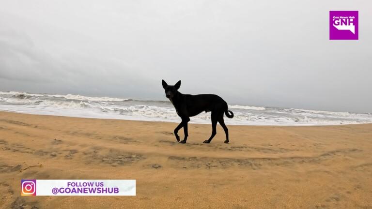 Three Women, including US Tourist, Bitten by Stray Dogs At Benaulim Beach; Triple Rescue off Candolim Beach