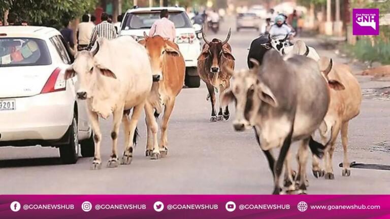 Govt to sign agreement with all municipalities, panchayats for stray cattle management