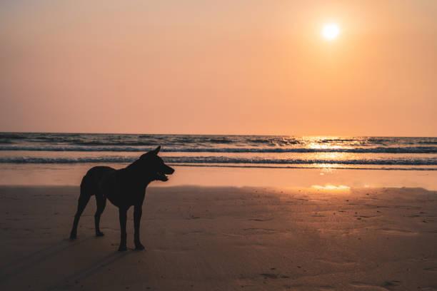 Stray Dogs Attacking Russian, Stingray Attacking Local on Beach Marked First Weekend of 2025