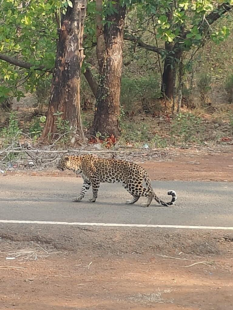 Leopard Caught at Villian Dies During Treatment, Minister Rane Seeks Action Against Forest Officer