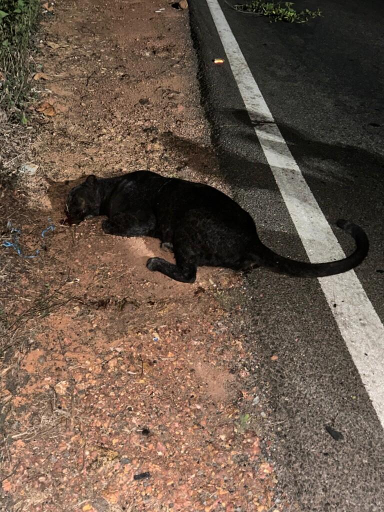 Tragic Death of Black Panther on Priol Road