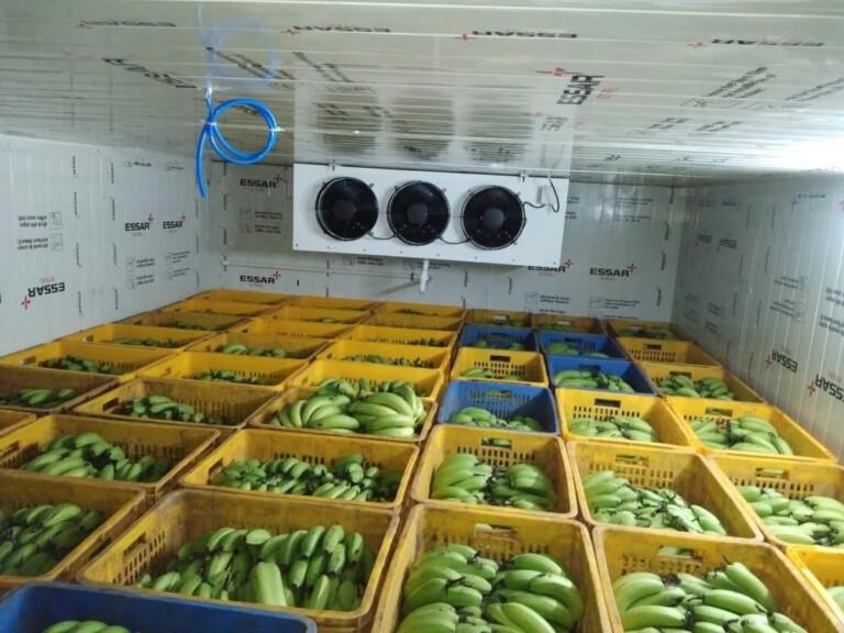 Goa’s new banana ripening chamber set to bring relief to farmers, vendors and consumers