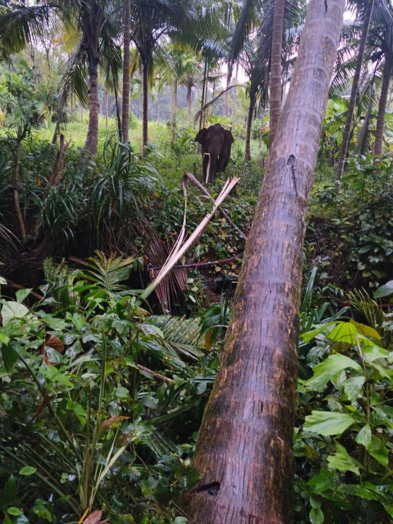 Stray Elephant Omkar Turns Goa Village into Unexpected Home