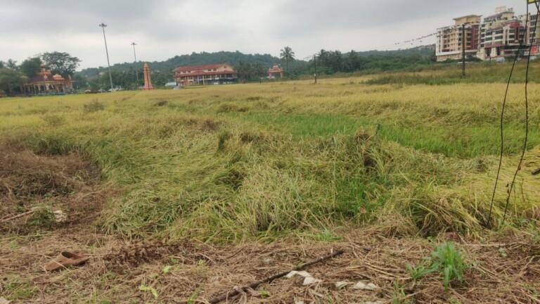 Rs 40,000 per hectare aid for flood-affected paddy farmers
