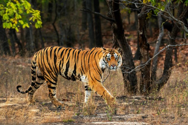 High-Habitation Areas Excluded from First Phase of Goa Tiger Reserve: CEC Report