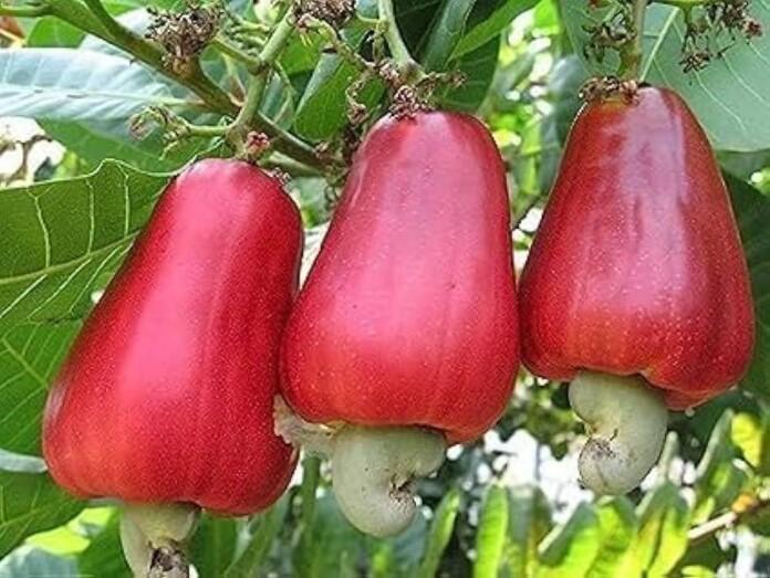 WhatsApp Image 2026-01-29 at 3.00.54 PM