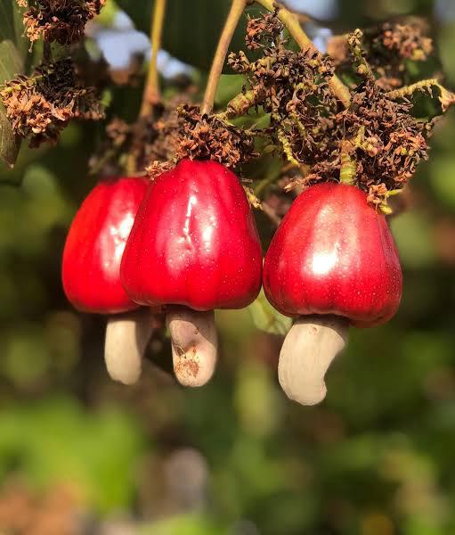 आखातातील युद्धाचा कोकणच्या ‘काजू’ला फटका; निर्यातीचे गणित बिघडल्याने बागायतदार चिंतेत