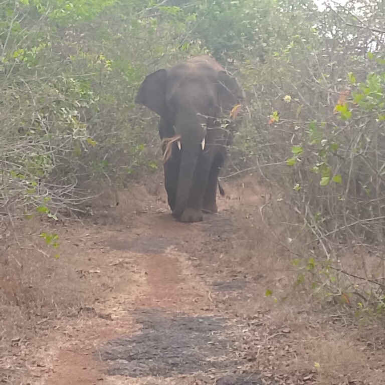 Elephant Omkar back in Pernem, farmers fear damage to ripe paddy