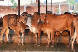 DEPT. OF ANIMAL HUSBANDRY ISSUES ADVISORY